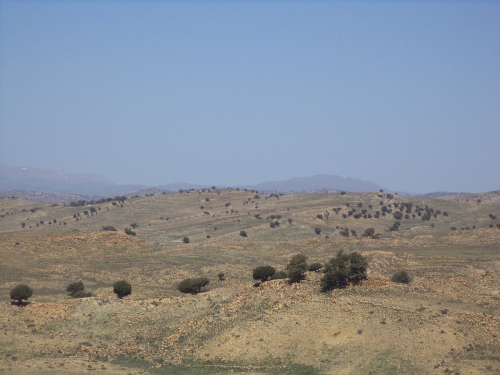 Photo 1 : formation a thurifère très dégradé dans la région de Photo 3.a : troupeau de brebis et de chèvres près de thurifère (la région de Hkoukth).(Aurès).