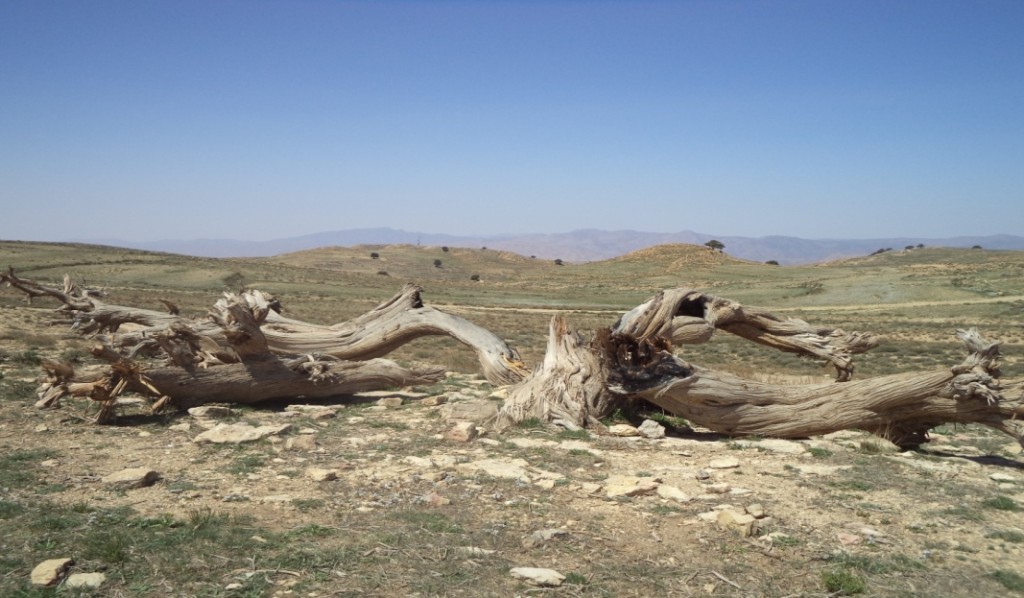 Photo 3.b : arbre brûlé (la région de Hkoukth).