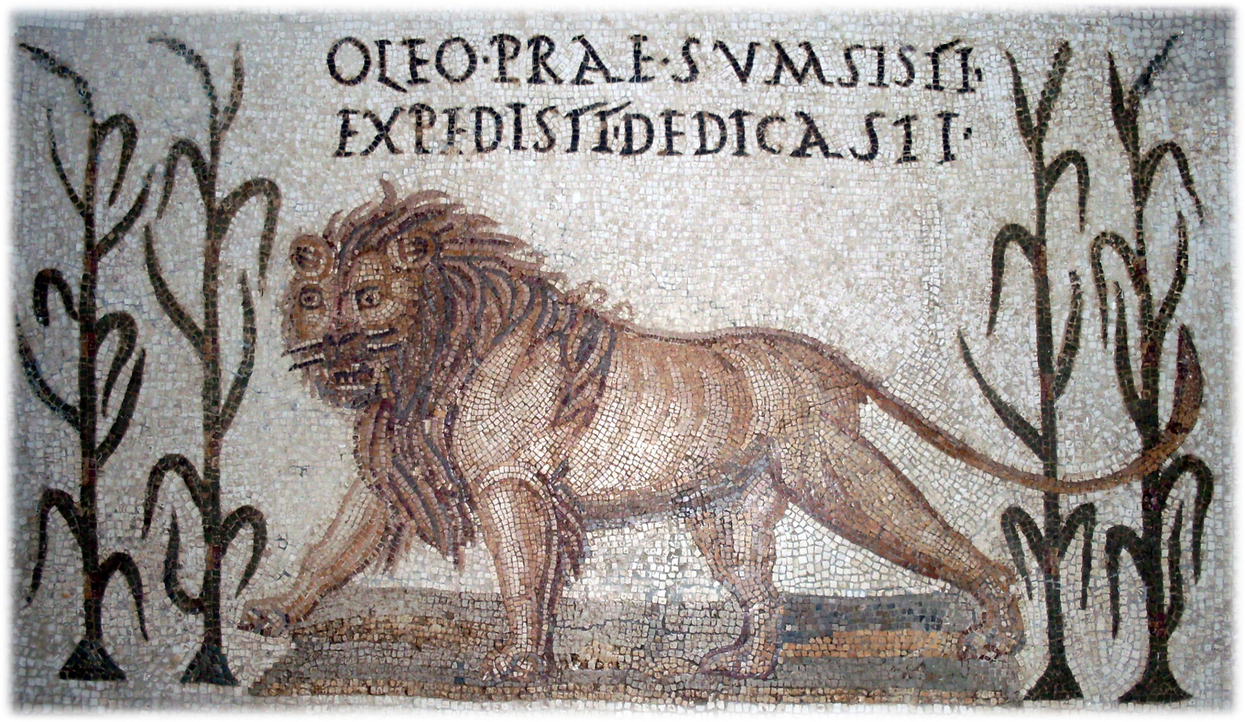 Mosaïque romaine, lions. À l'époque romaine, de nombreux animaux sauvages (autruches, éléphants et lions), aujourd'hui disparus, peuplent l'Afrique du Nord. Le lion de l'Atlas ou lion de barbarie n'existe plus aujourd'hui à l'état sauvage. Musée du Bardo, Tunisie.